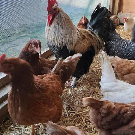 Eiernest Appartement *