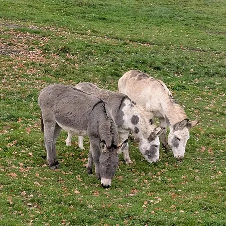 Eiernest * Briedeler Heck