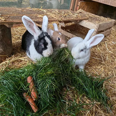 Apartment Eiernest Briedeler Heck