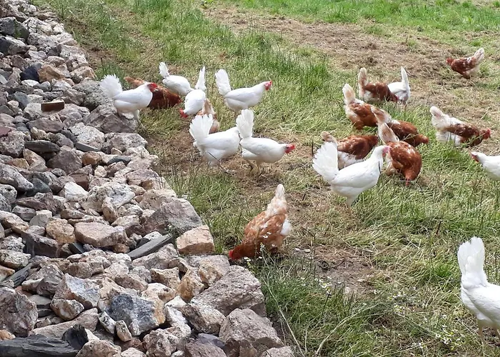 Eiernest Apartamento