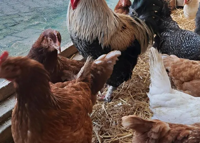 Eiernest Apartamento *