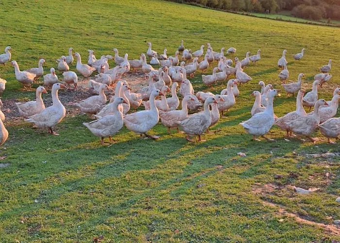 Eiernest Apartamento Briedeler Heck