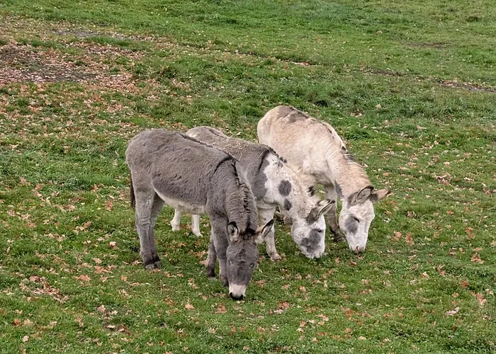 Eiernest * Briedeler Heck