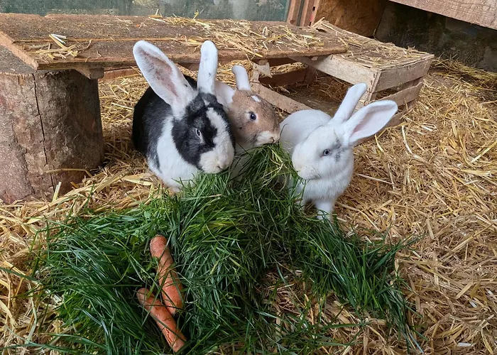 Apartamento Eiernest Briedeler Heck